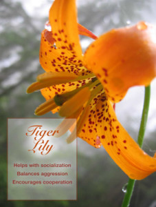 TIGER LILY helps with socialization, balances aggression, and encourages cooperation