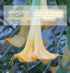 ANGELS TRUMPET helps with transformation, the aging process, and spiritual surrender at the end of life